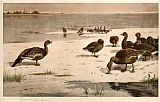 Unapproachable Geese by Archibald Thorburn